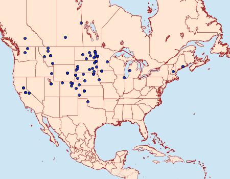 Distribution Data for Macaria amboflava