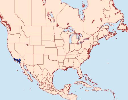 Distribution Data for Macaria austrinata