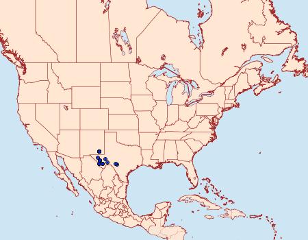 Distribution Data for Macaria schatzeata