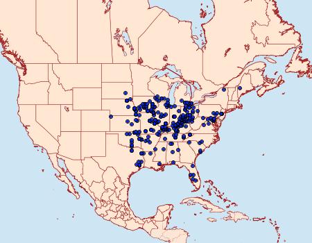 Distribution Data for Mellilla xanthometata