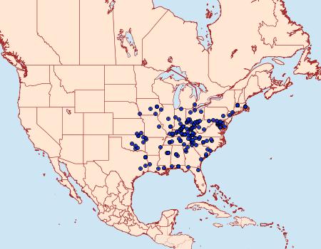 Distribution Data for Macaria promiscuata