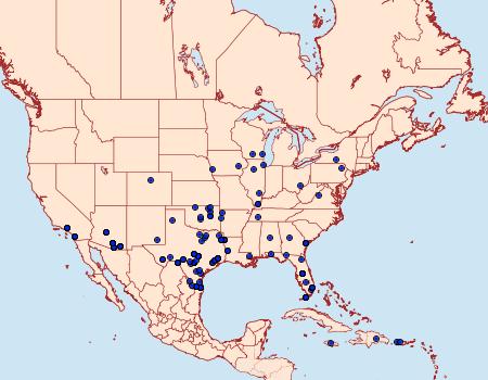 Distribution Data for Psamatodes abydata