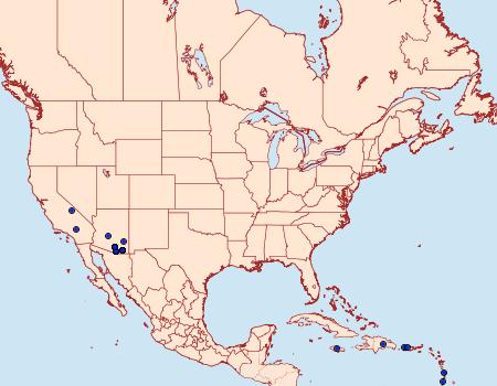 Distribution Data for Psamatodes everiata