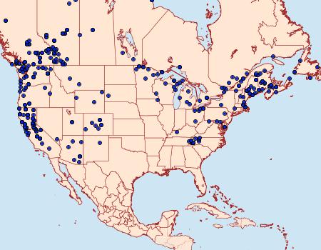 Distribution Data for Macaria signaria