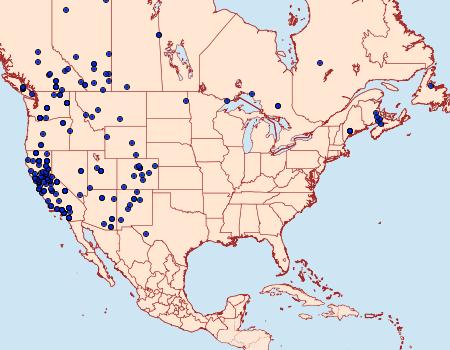 Distribution Data for Digrammia neptaria