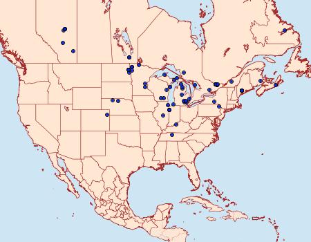 Distribution Data for Digrammia mellistrigata