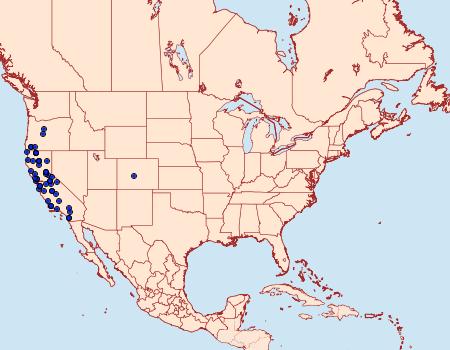 Distribution Data for Hesperumia fumosaria