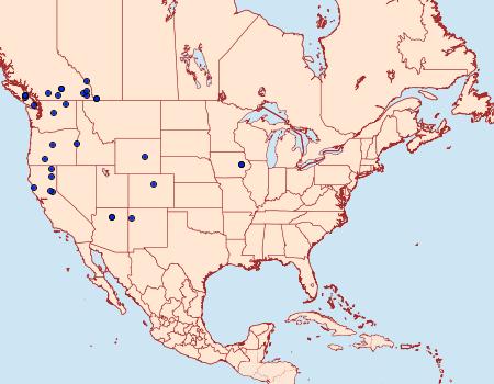 Distribution Data for Stenoporpia excelsaria