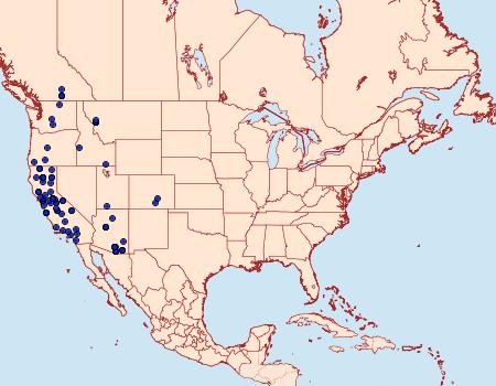 Distribution Data for Iridopsis clivinaria