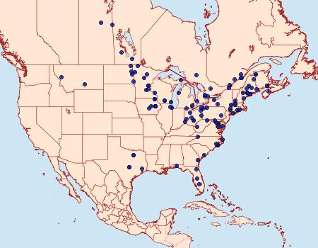 Distribution Data for Iridopsis ephyraria