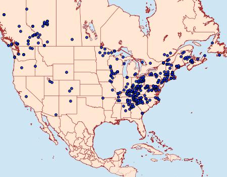 Distribution Data for Iridopsis larvaria