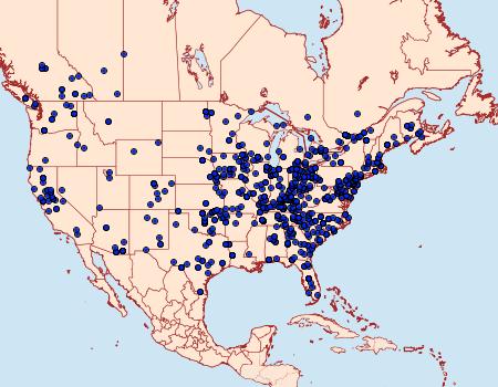 Distribution Data for Anavitrinella pampinaria