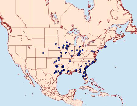 Distribution Data for Lycia ypsilon