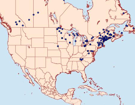 Distribution Data for Hypagyrtis piniata