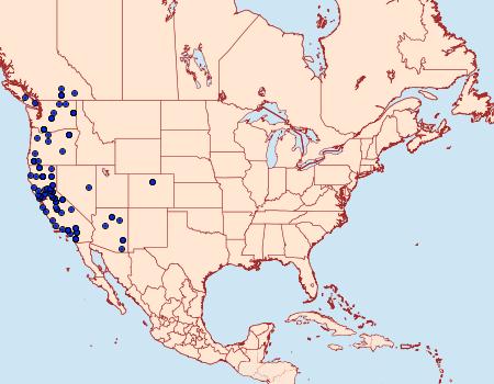 Distribution Data for Eudrepanulatrix rectifascia