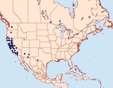 Distribution Data for Drepanulatrix hulstii