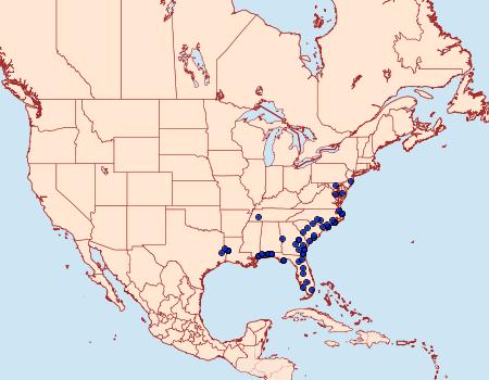 Distribution Data for Episemasia solitaria