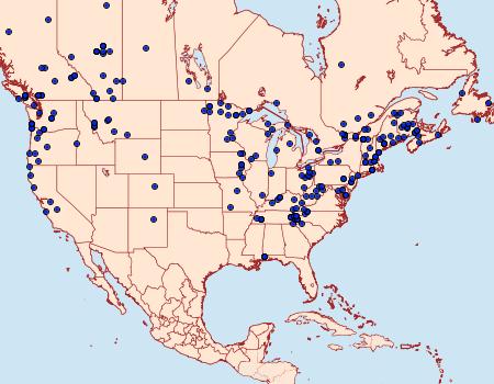 Distribution Data for Pero morrisonaria