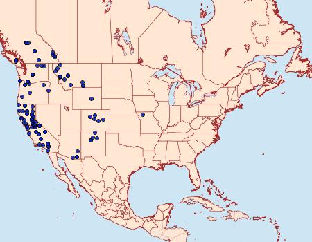 Distribution Data for Pero behrensaria