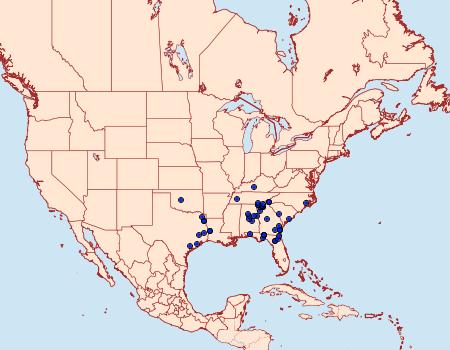 Distribution Data for Ceratonyx satanaria