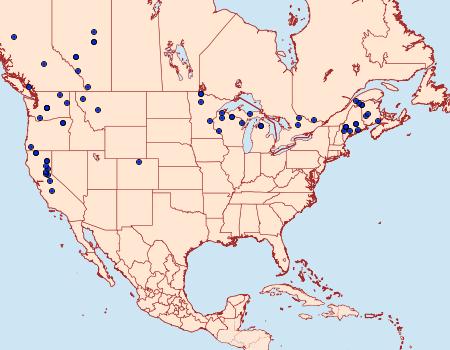 Distribution Data for Spodolepis substriataria