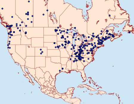 Distribution Data for Plagodis phlogosaria