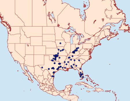 Distribution Data for Lychnosea intermicata