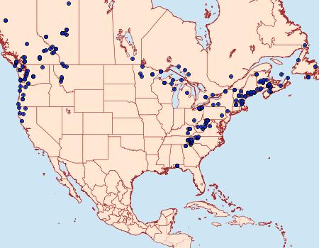 Distribution Data for Caripeta divisata