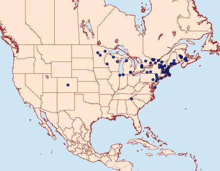 Distribution Data for Caripeta piniata