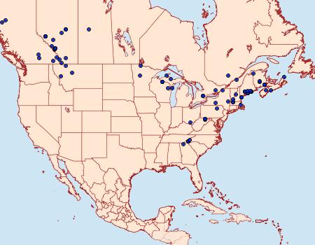 Distribution Data for Caripeta angustiorata