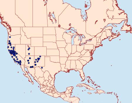 Distribution Data for Sicya morsicaria