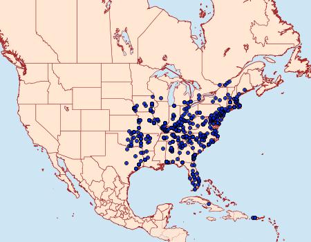 Distribution Data for Patalene olyzonaria