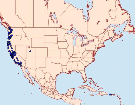 Distribution Data for Sabulodes aegrotata