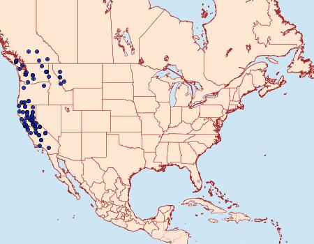 Distribution Data for Sabulodes edwardsata