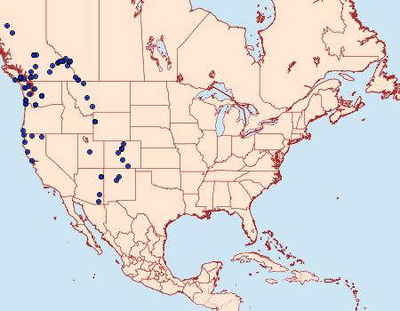 Distribution Data for Sabulodes venata