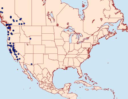 Distribution Data for Sabulodes packardata