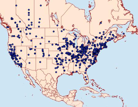 Distribution Data for Synchlora aerata