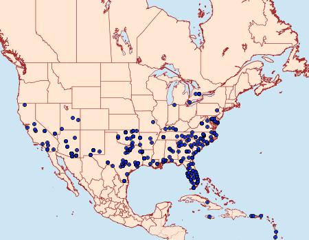 Distribution Data for Synchlora frondaria