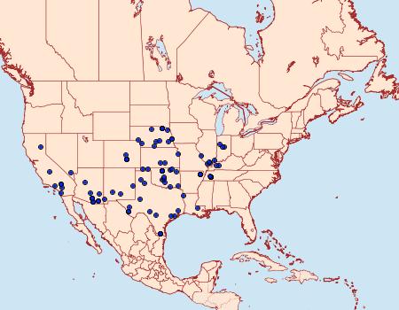 Distribution Data for Chlorochlamys phyllinaria