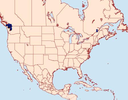 Distribution Data for Hemithea aestivaria