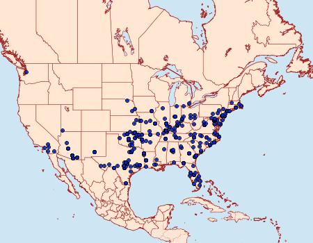 Distribution Data for Lobocleta ossularia