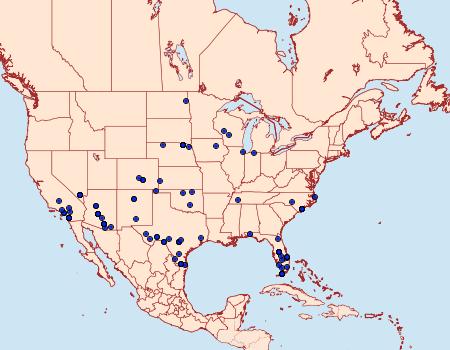 Distribution Data for Lobocleta plemyraria