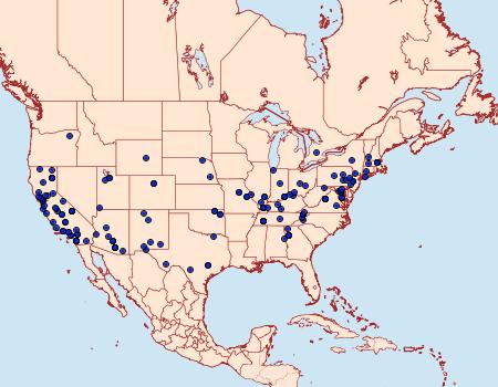 Distribution Data for Idaea bonifata