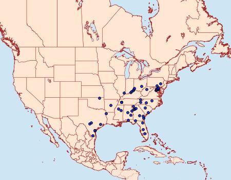 Distribution Data for Idaea scintillularia