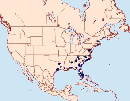 Distribution Data for Cyclophora myrtaria