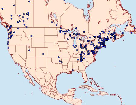 Distribution Data for Cyclophora pendulinaria