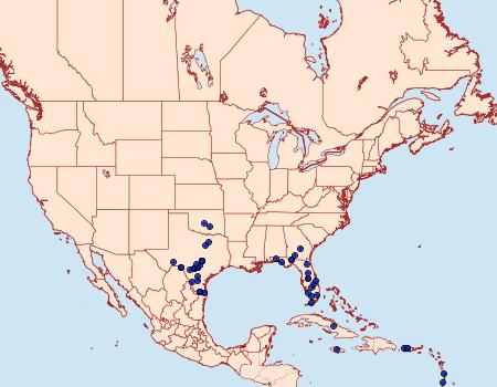 Distribution Data for Scopula umbilicata