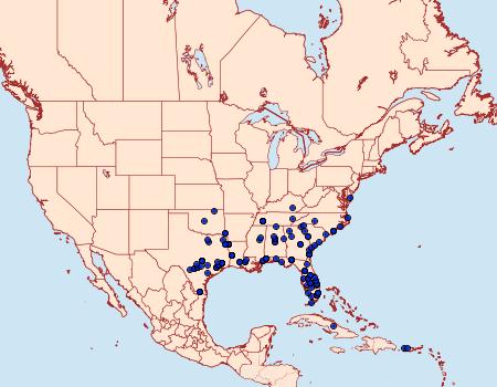 Distribution Data for Leptostales pannaria