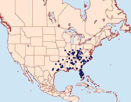 Distribution Data for Lophosis labeculata