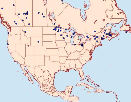 Distribution Data for Eulithis testata